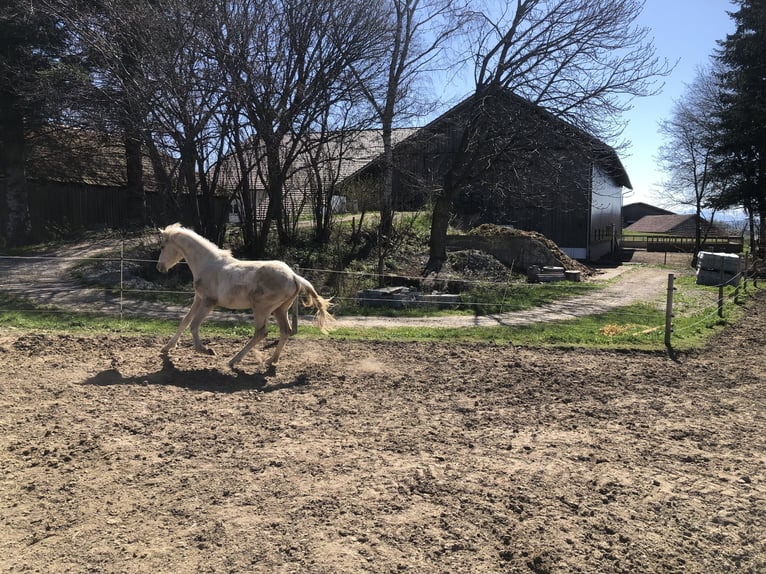 Poney de selle allemand Hongre 1 Année Palomino in Dietmannsried
