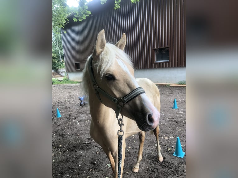 Poney de selle allemand Hongre 1 Année Palomino in Dietmannsried