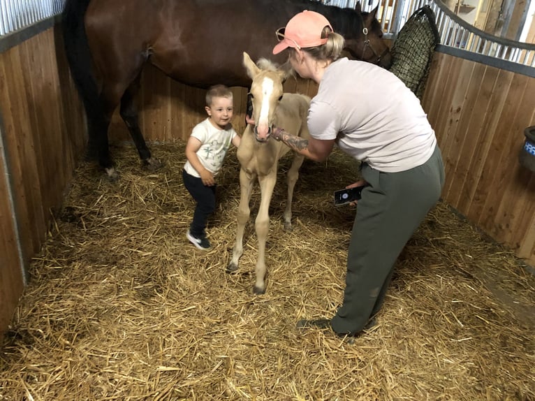 Poney de selle allemand Hongre 1 Année Palomino in Dietmannsried