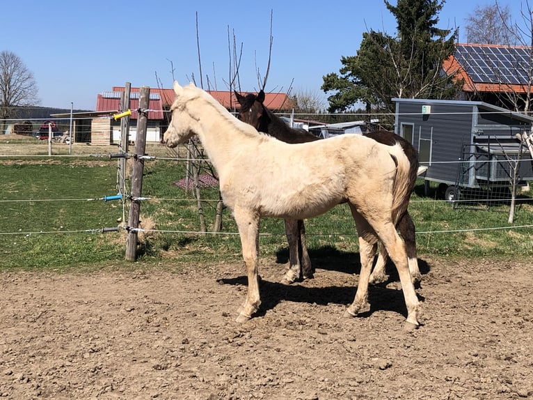 Poney de selle allemand Hongre 1 Année Palomino in Dietmannsried