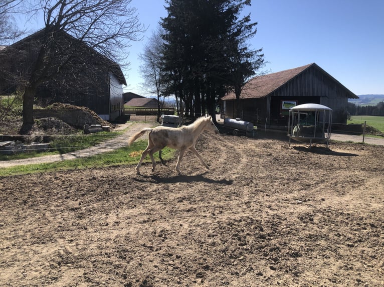 Poney de selle allemand Hongre 1 Année Palomino in Dietmannsried