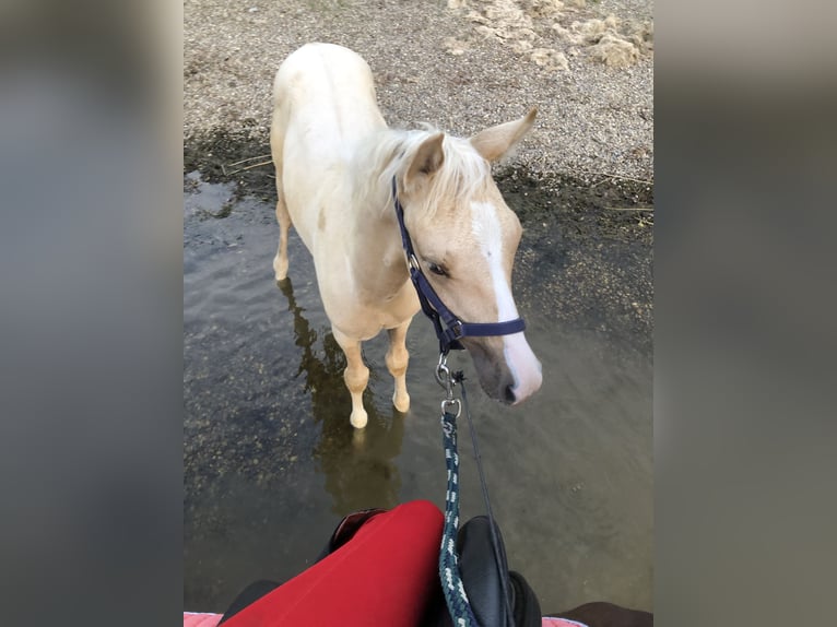 Poney de selle allemand Hongre 1 Année Palomino in Dietmannsried