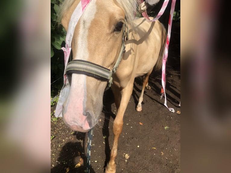 Poney de selle allemand Hongre 1 Année Palomino in Dietmannsried