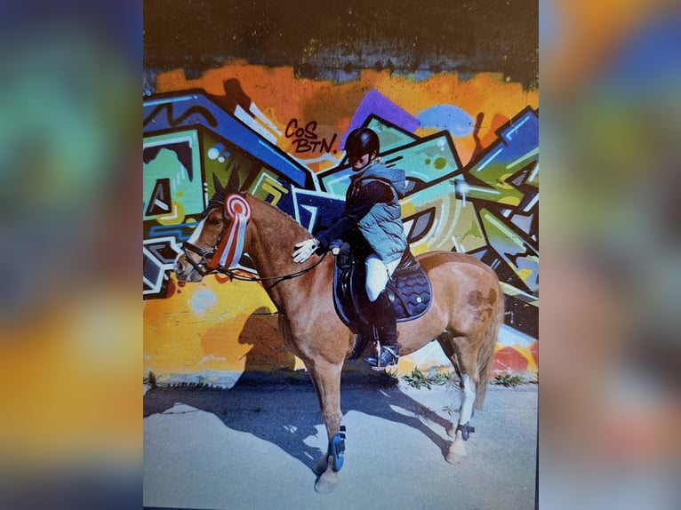 Poney de selle allemand Croisé Hongre 20 Ans 146 cm Alezan in Osdorf