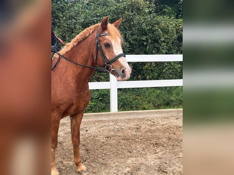 Poney de selle allemand Croisé Hongre 20 Ans 146 cm Alezan in Osdorf