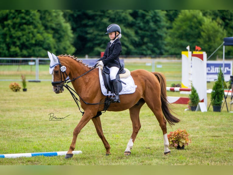 Poney de selle allemand Hongre 21 Ans 148 cm Alezan in Bad Doberan