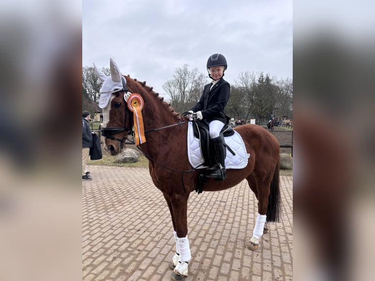 Poney de selle allemand Hongre 21 Ans 148 cm Alezan in Bad Doberan