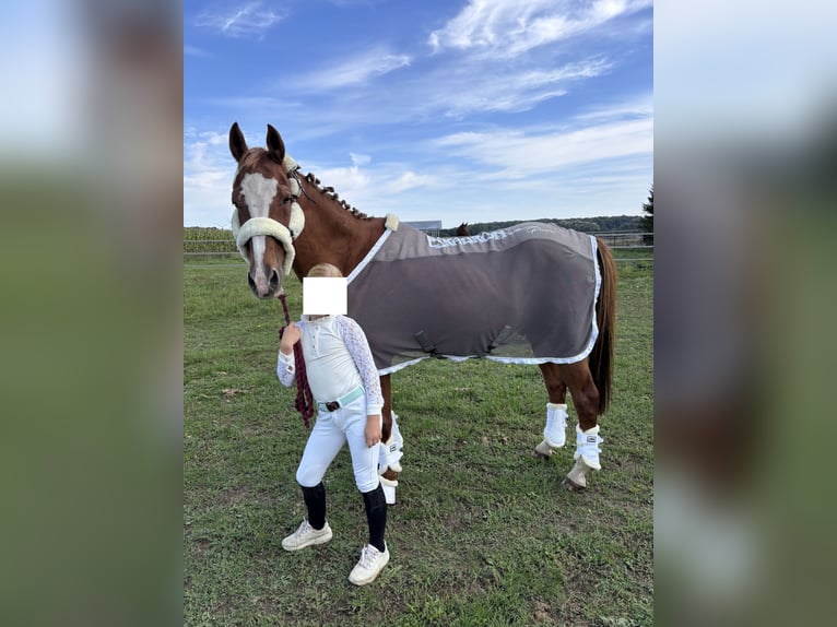 Poney de selle allemand Hongre 21 Ans 148 cm Alezan in Bentwisch
