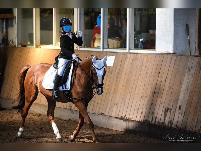 Poney de selle allemand Hongre 21 Ans 148 cm Alezan in Bentwisch