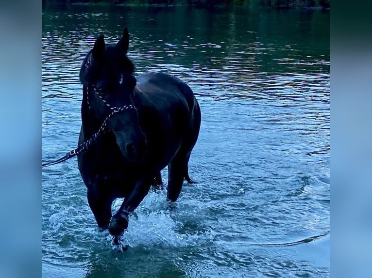 Poney de selle allemand Croisé Hongre 22 Ans 143 cm Noir in Karlsruhe