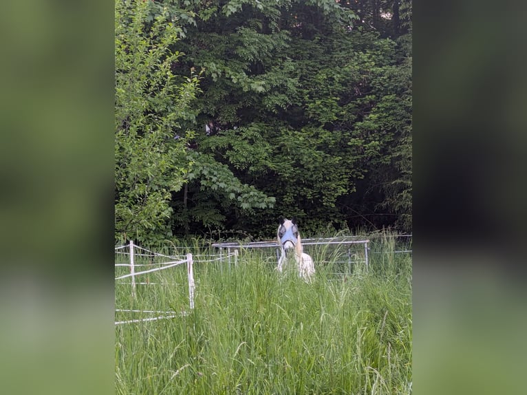Poney de selle allemand Hongre 22 Ans 150 cm Gris pommelé in Bannewitz