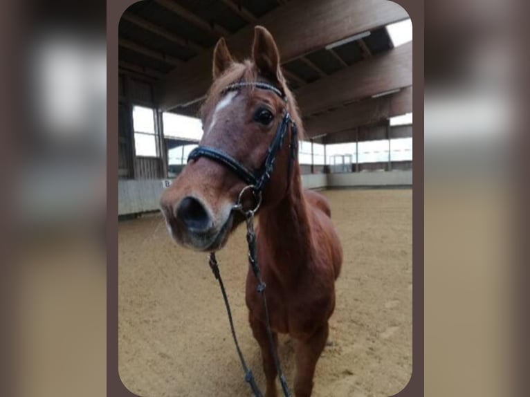Poney de selle allemand Hongre 23 Ans 148 cm Alezan in Bopfingen