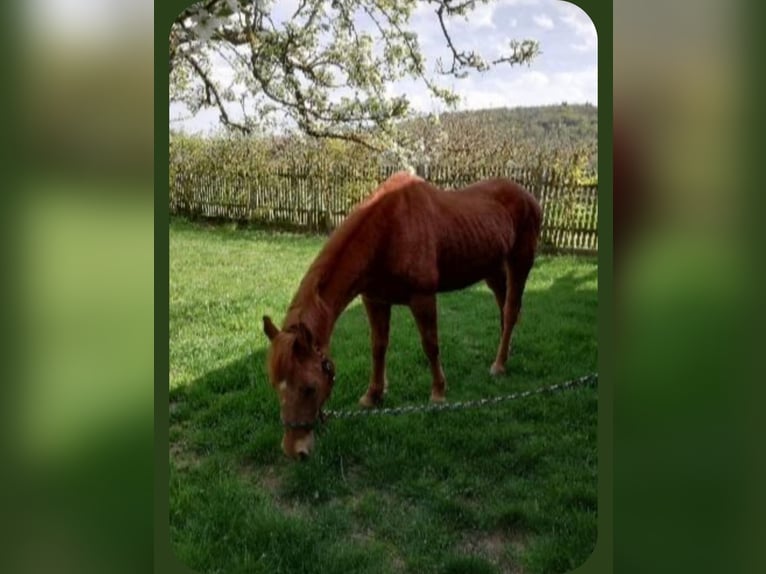 Poney de selle allemand Hongre 23 Ans 148 cm Alezan in Bopfingen
