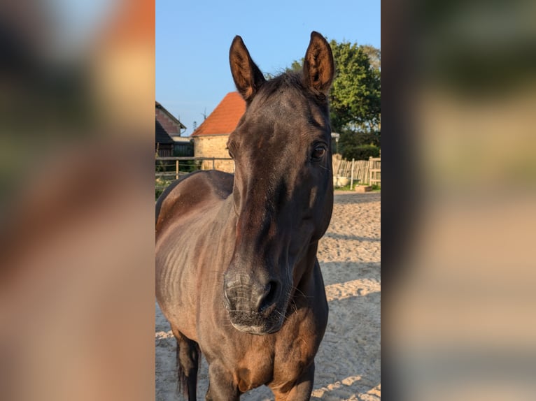 Poney de selle allemand Hongre 24 Ans 145 cm Bai brun in Hummelfeld