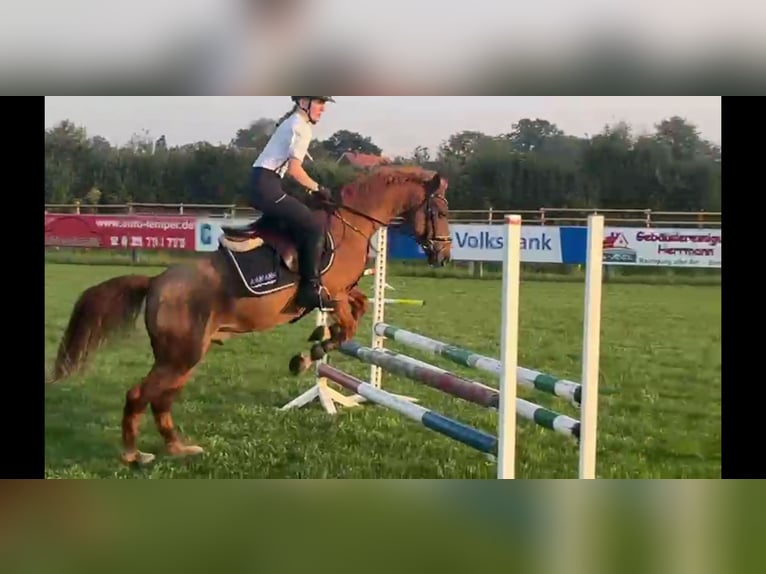 Poney de selle allemand Hongre 25 Ans Alezan brûlé in Nordwalde