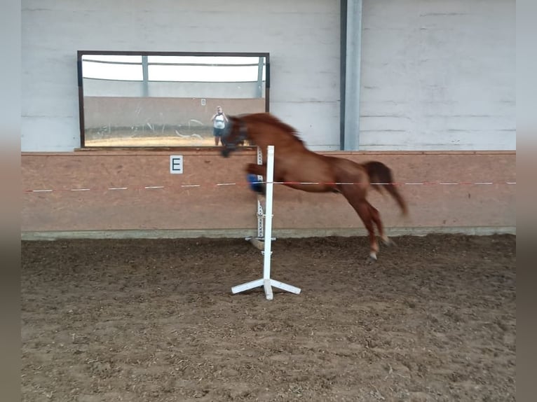 Poney de selle allemand Hongre 25 Ans Alezan brûlé in Nordwalde