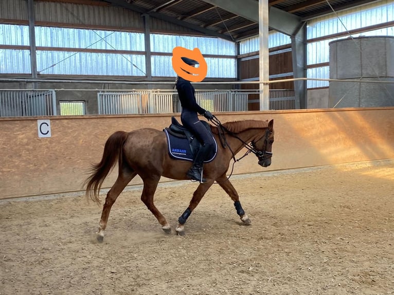 Poney de selle allemand Hongre 25 Ans Alezan brûlé in Nordwalde