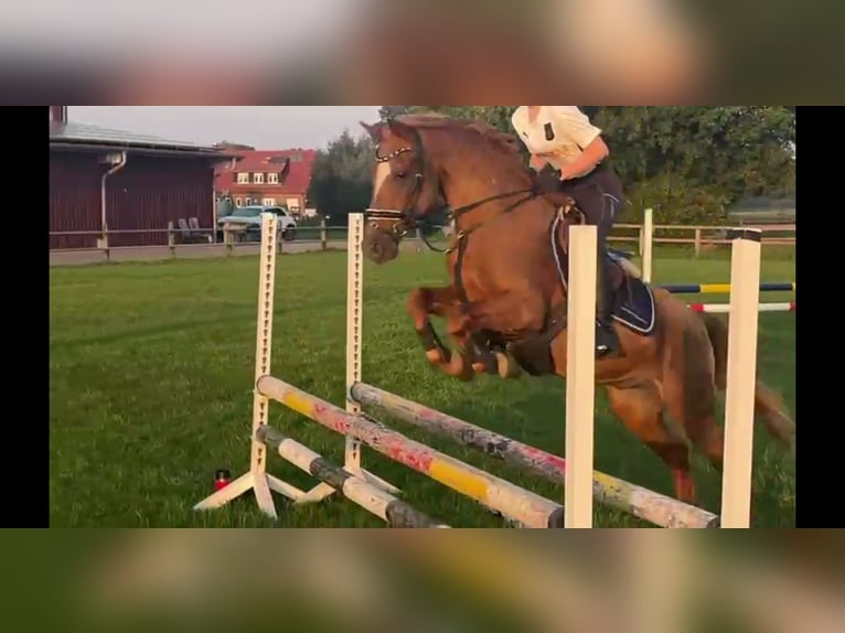 Poney de selle allemand Hongre 25 Ans Alezan brûlé in Nordwalde