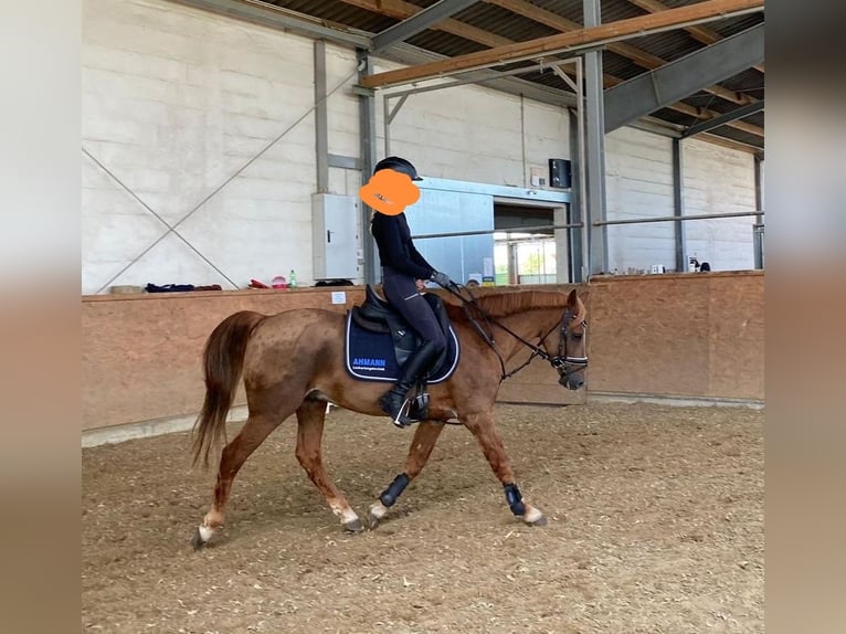 Poney de selle allemand Hongre 25 Ans Alezan brûlé in Nordwalde