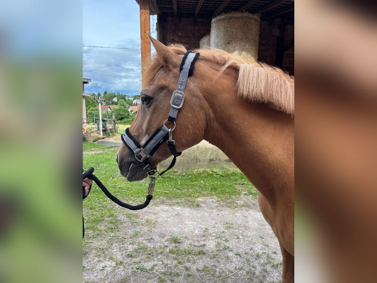 Poney de selle allemand Croisé Hongre 28 Ans 155 cm Alezan in Otzberg-Lengfeld