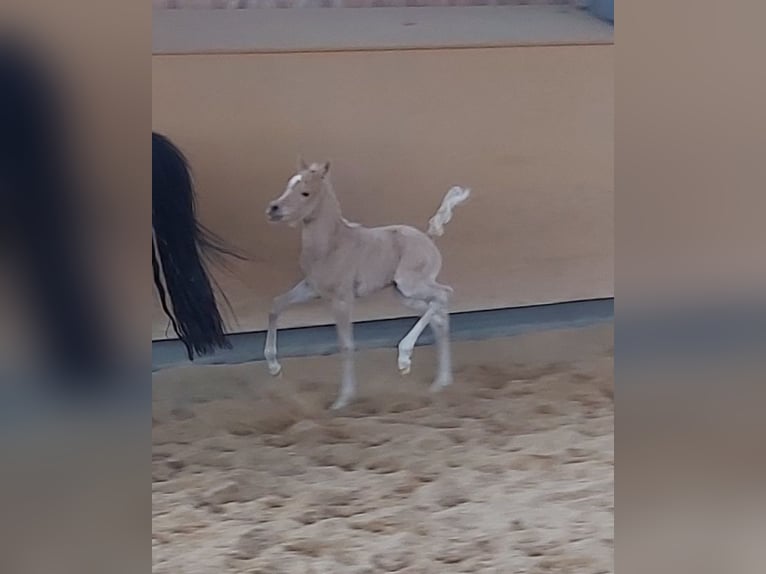 Poney de selle allemand Hongre 2 Ans 133 cm Palomino in Deining