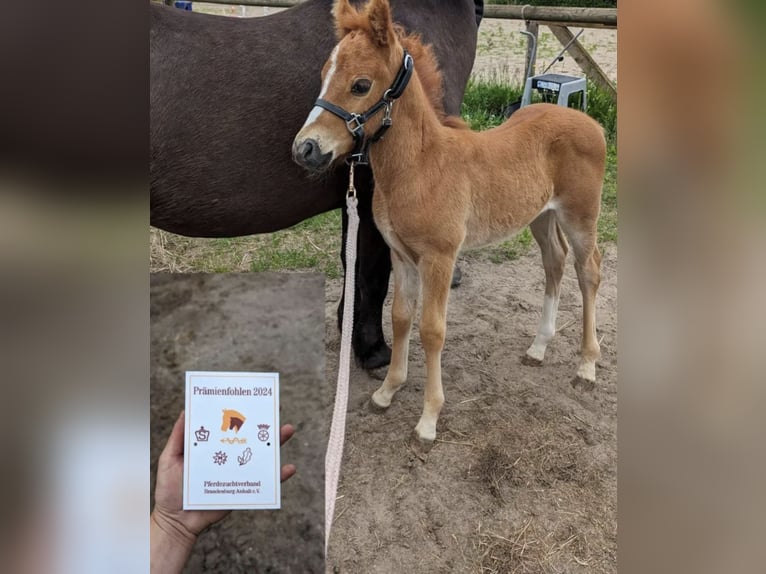 Poney de selle allemand Hongre 2 Ans 135 cm Alezan in Mietgendorf