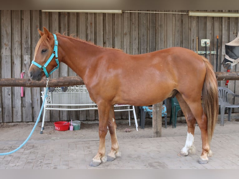 Poney de selle allemand Hongre 2 Ans 135 cm Alezan in Mietgendorf