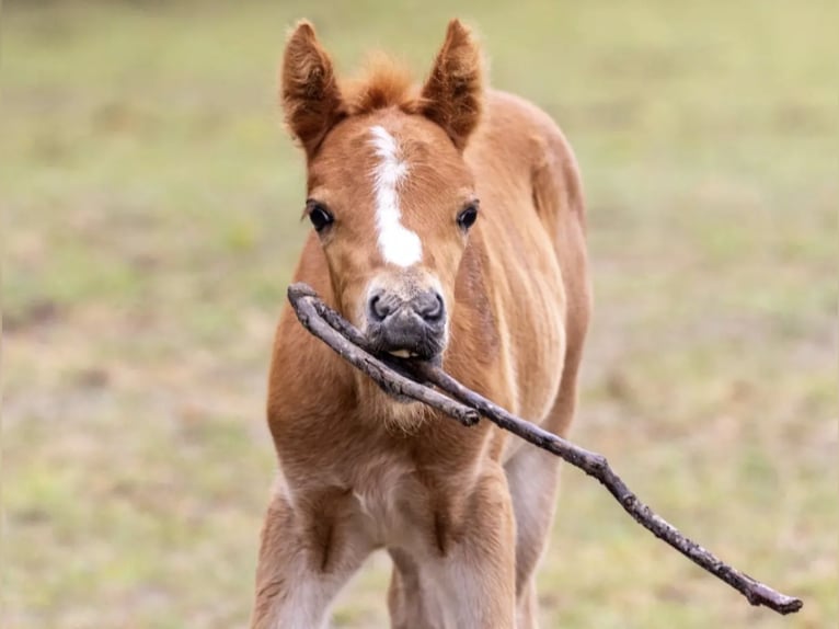 Poney de selle allemand Hongre 2 Ans 135 cm Alezan in Mietgendorf