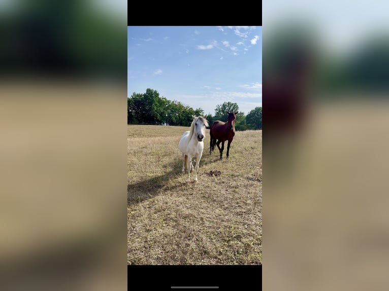 Poney de selle allemand Hongre 2 Ans 135 cm Pinto in B&#xFC;tzow