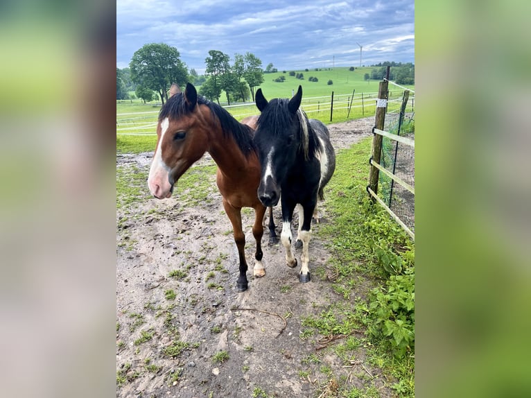 Poney de selle allemand Hongre 2 Ans 135 cm Pinto in B&#xFC;tzow
