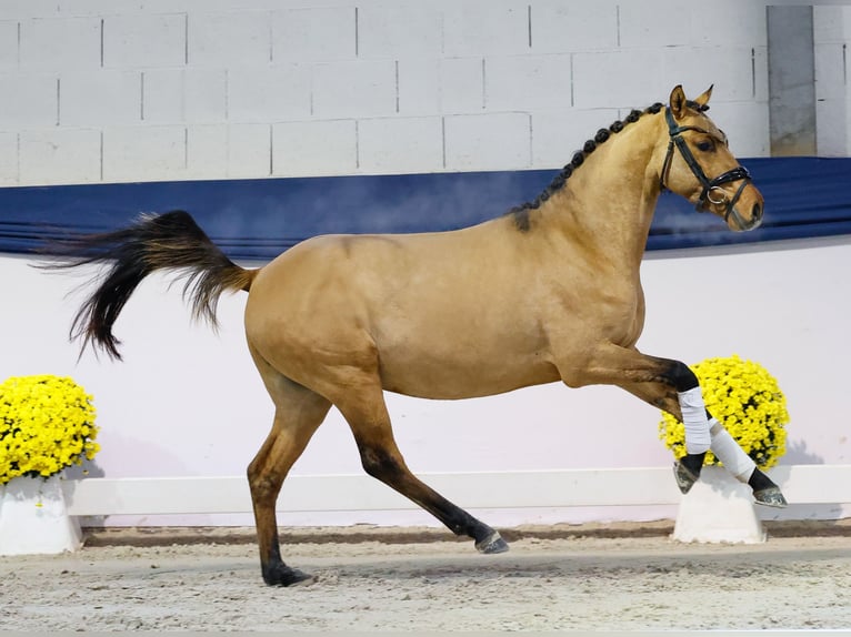 Poney de selle allemand Hongre 2 Ans 138 cm Isabelle in Marsberg