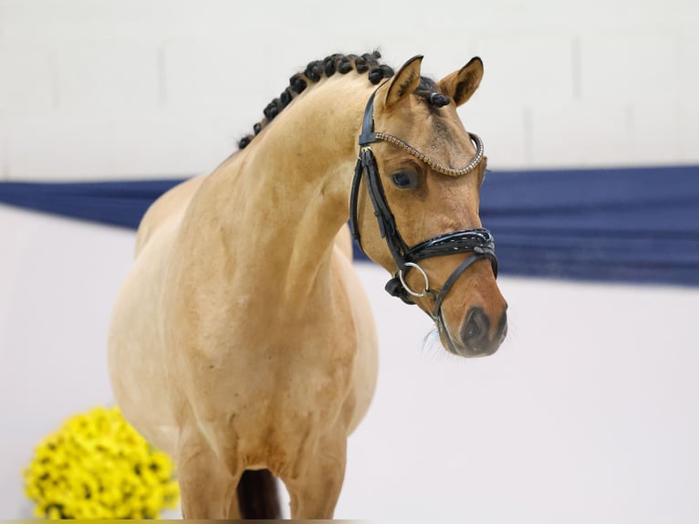 Poney de selle allemand Hongre 2 Ans 138 cm Isabelle in Marsberg