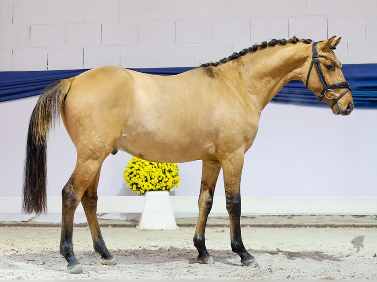 Poney de selle allemand Hongre 2 Ans 138 cm Isabelle in Marsberg