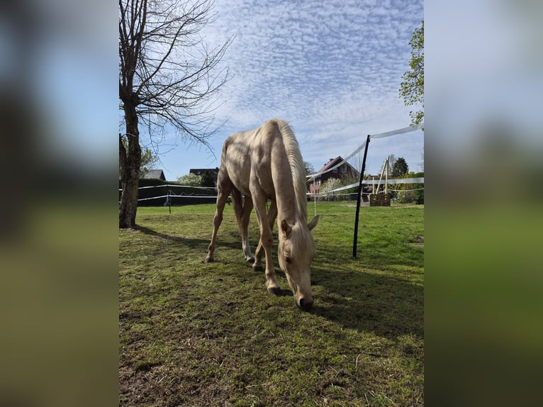 Poney de selle allemand Hongre 2 Ans 140 cm Palomino in Beckum