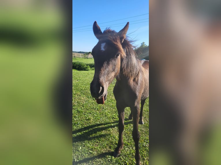 Poney de selle allemand Hongre 2 Ans 140 cm Peut devenir gris in Löcknitz