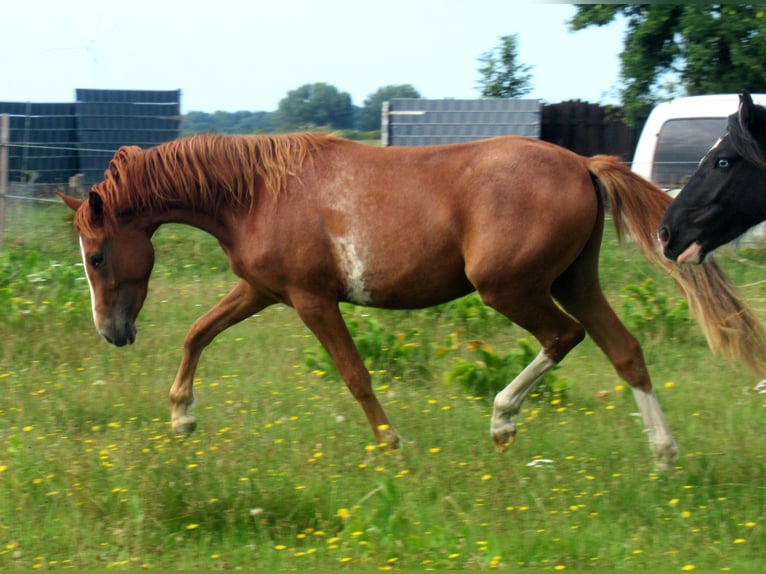 Poney de selle allemand Hongre 2 Ans 142 cm Alezan in Velpke