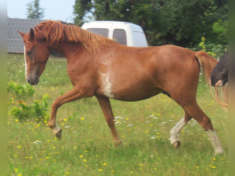 Poney de selle allemand Hongre 2 Ans 142 cm Alezan in Velpke