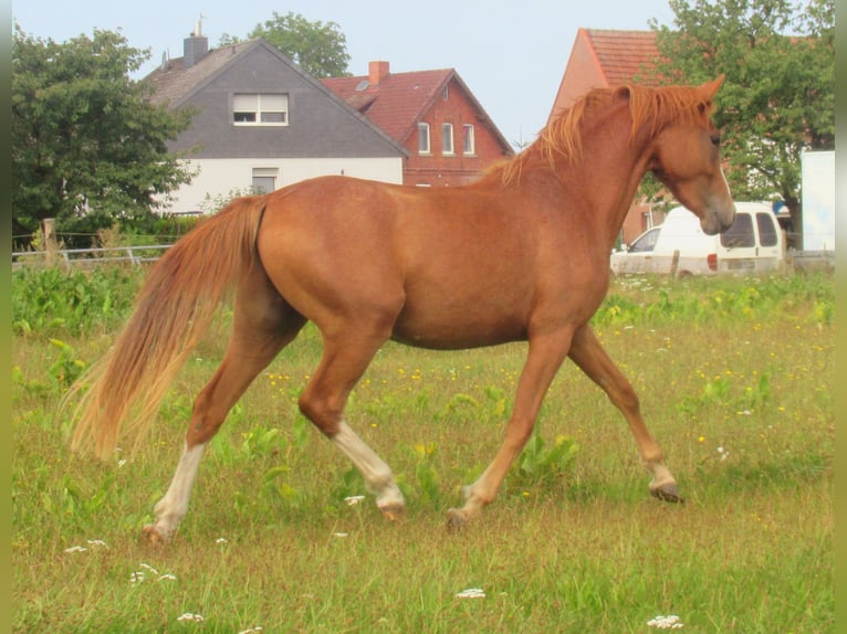 Poney de selle allemand Hongre 2 Ans 142 cm Alezan in Velpke