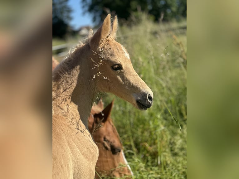 Poney de selle allemand Hongre 2 Ans 143 cm Palomino in Landau