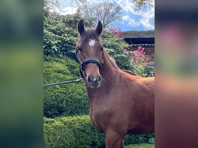 Poney de selle allemand Hongre 2 Ans 144 cm Alezan brûlé in Burgwedel