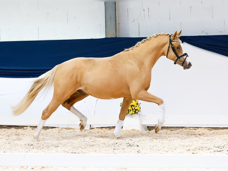 Poney de selle allemand Hongre 2 Ans 144 cm Alezan in Marsberg