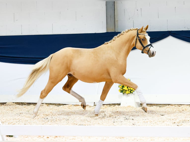 Poney de selle allemand Hongre 2 Ans 144 cm Alezan in Marsberg