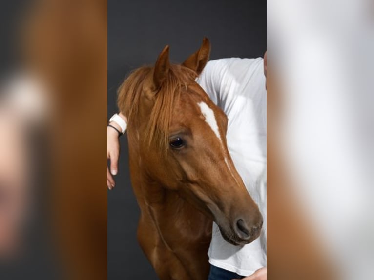 Poney de selle allemand Hongre 2 Ans 144 cm Alezan in Stuhr