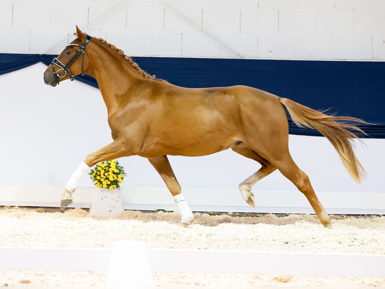 Poney de selle allemand Hongre 2 Ans 145 cm Alezan in Marsberg