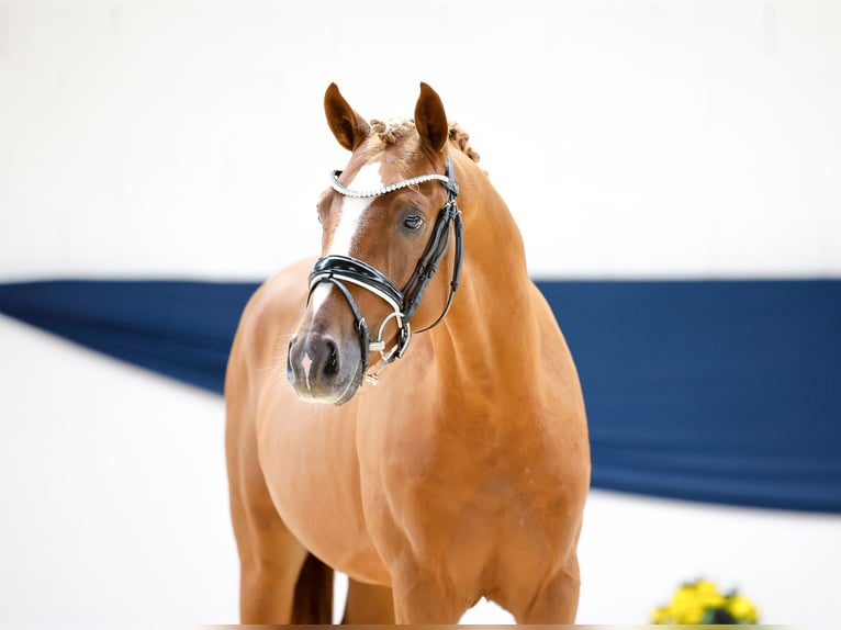 Poney de selle allemand Hongre 2 Ans 145 cm Alezan in Marsberg