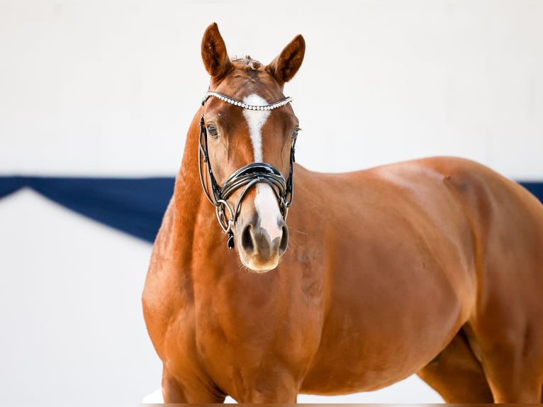 Poney de selle allemand Hongre 2 Ans 146 cm Alezan brûlé in Marsberg