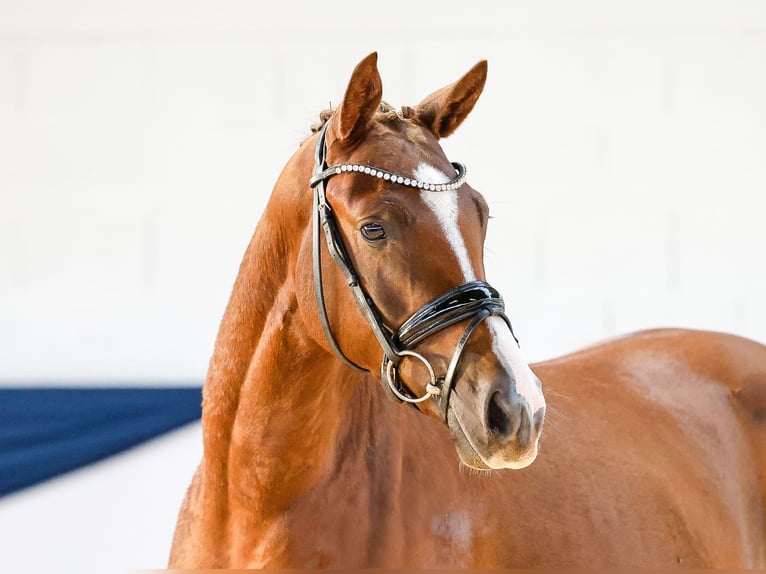 Poney de selle allemand Hongre 2 Ans 146 cm Alezan brûlé in Marsberg