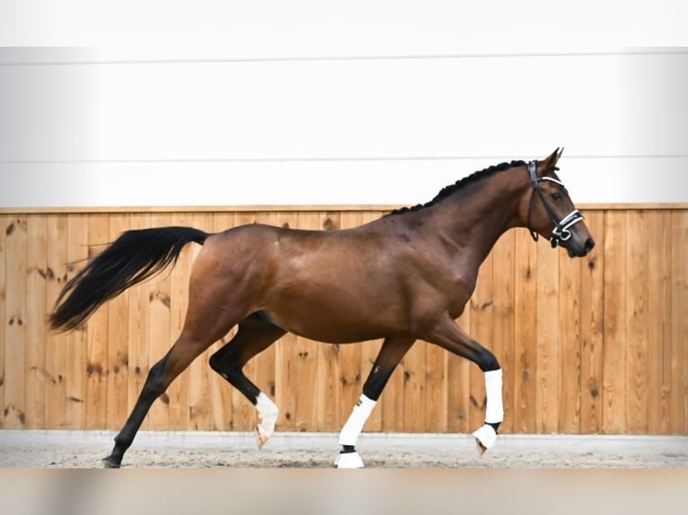 Poney de selle allemand Hongre 2 Ans 146 cm Bai brun in Westbeemster