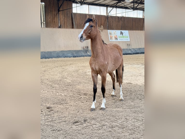 Poney de selle allemand Hongre 2 Ans 146 cm Isabelle in Wegeleben