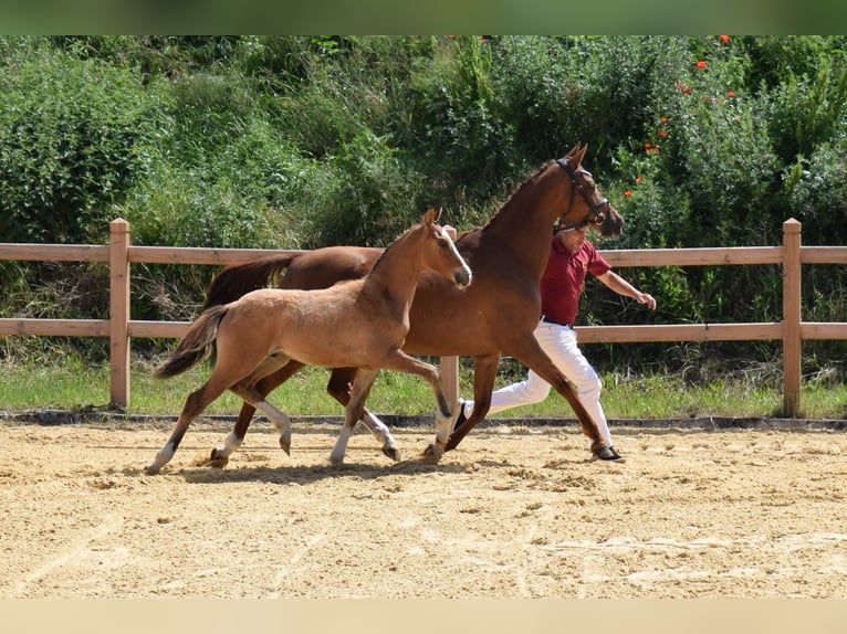 Poney de selle allemand Hongre 2 Ans 146 cm Isabelle in Wegeleben